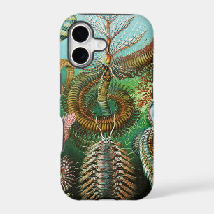 Chaetopoda illustration by Ernst Haeckel
