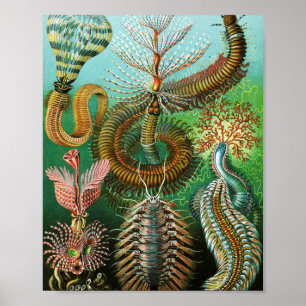 Chaetopoda illustration by Ernst Haeckel Poster