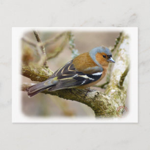 Chaffinch 8R84D-22 Postcard