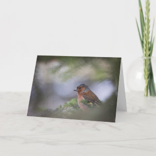 Chaffinch Bird Nature Photo Card