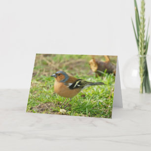 Chaffinch - Chaffinch Greeting Card Any Occasion -