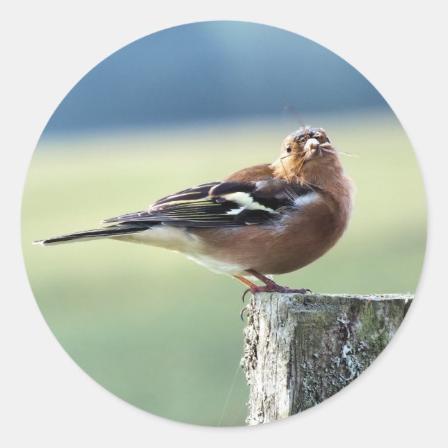 CHAFFINCH CLASSIC ROUND STICKER (Front)