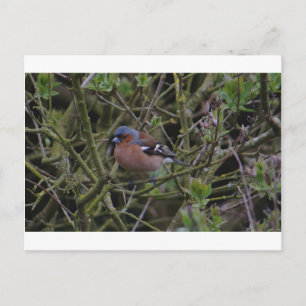 Chaffinch In Tree Postcard