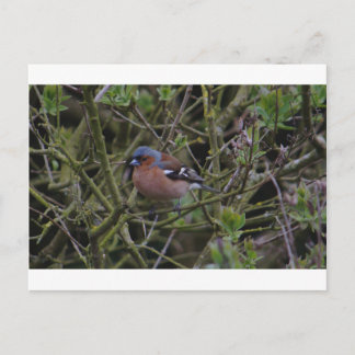 Chaffinch In Tree Postcard