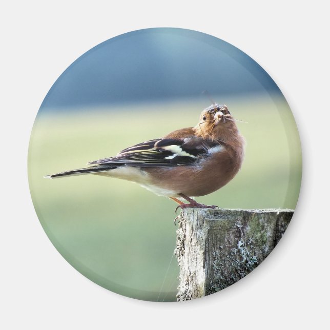 CHAFFINCH MAGNET (Front)