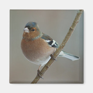 Chaffinch magnet