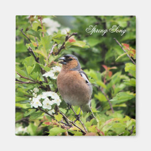 CHAFFINCH MAGNET
