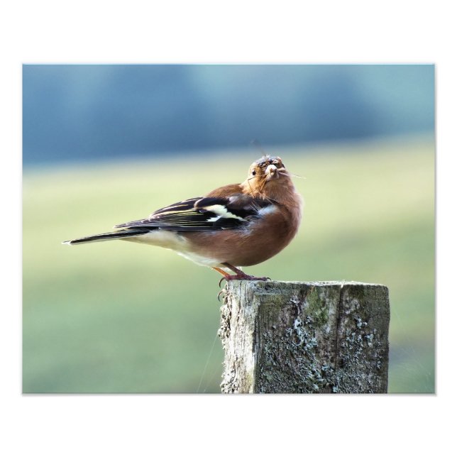 CHAFFINCH PHOTO PRINT (Front)
