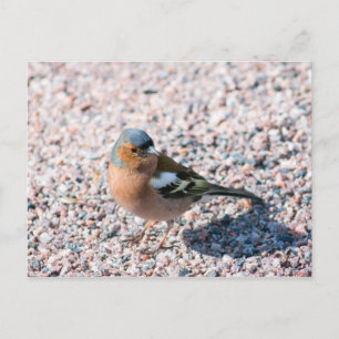 Chaffinch Postcard