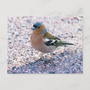 Chaffinch Postcard