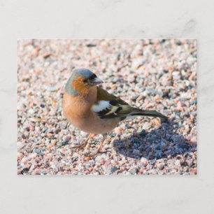 Chaffinch Postcard