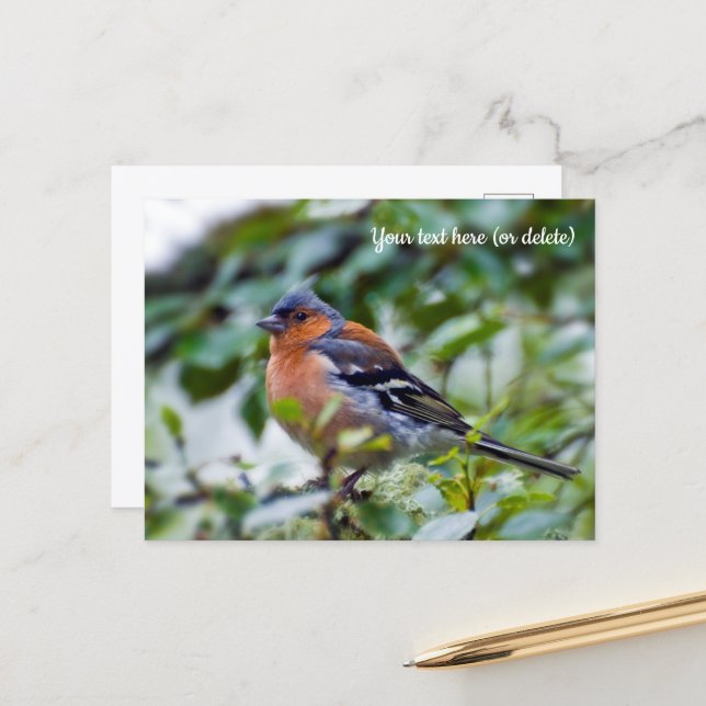 Chaffinch Postcard (Front/Back In Situ)