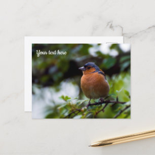 Chaffinch Postcard
