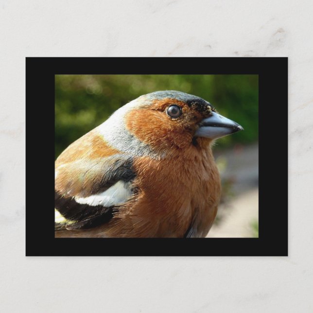 Chaffinch PostCard (Front)
