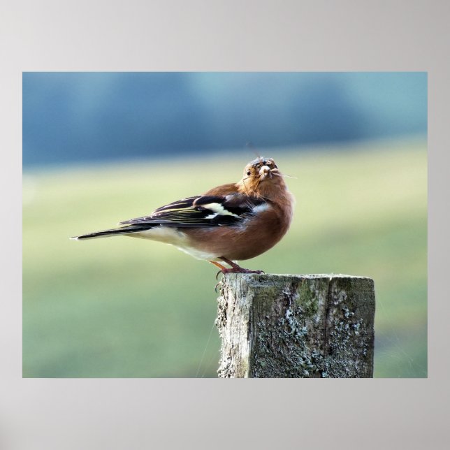 CHAFFINCH POSTER (Front)