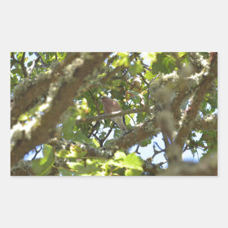 Chaffinch Rectangular Sticker