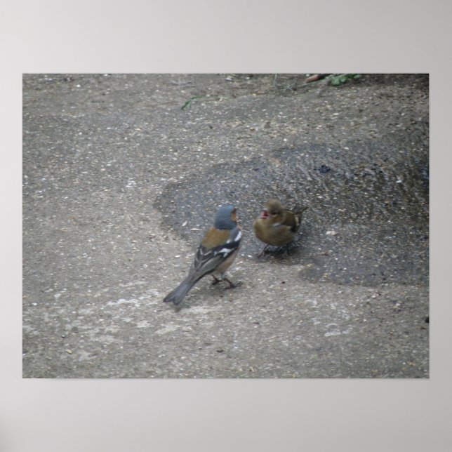 Chaffinch sings for his supper Print (Front)