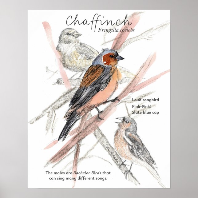 Chaffinch Songbird Blue Cap Tree Branches Poster (Front)