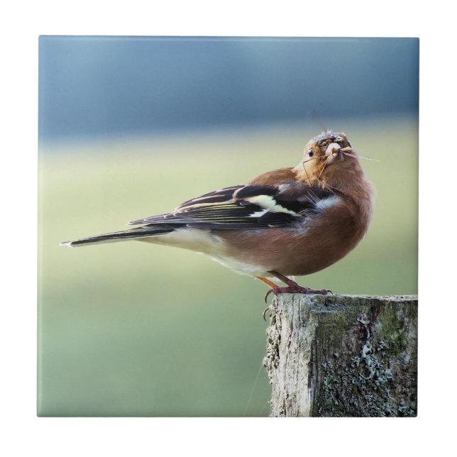 CHAFFINCH TILE (Front)