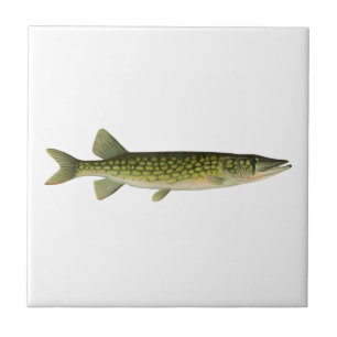 Chain Pickerel Illustration Tile