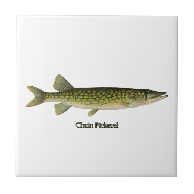 Chain Pickerel Illustration Tile (Front)