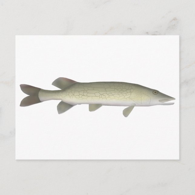 Chain Pickerel Postcard (Front)