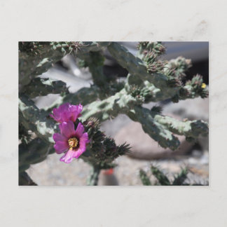 Challa Cactus in bloom Holiday Postcard