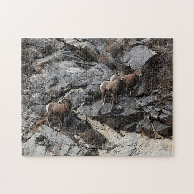 Challenging Bighorn Sheep Georgetown Colorado  Jigsaw Puzzle (Horizontal)