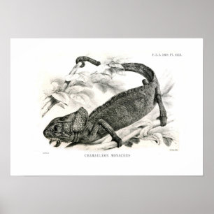 Chamaeleon monachus poster