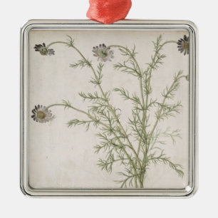 Chamaemelum nobile Allioni, c.1568 Metal Tree Decoration