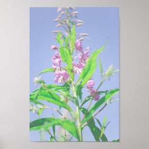 Chamaenerion angustifolium Fireweed Flowers  Poster