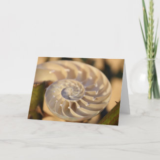Chambered Nautilus Card