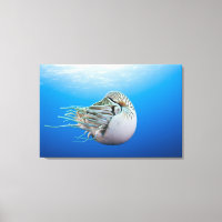 Chambered Nautilus (Nautilus pompilius), Great Bar