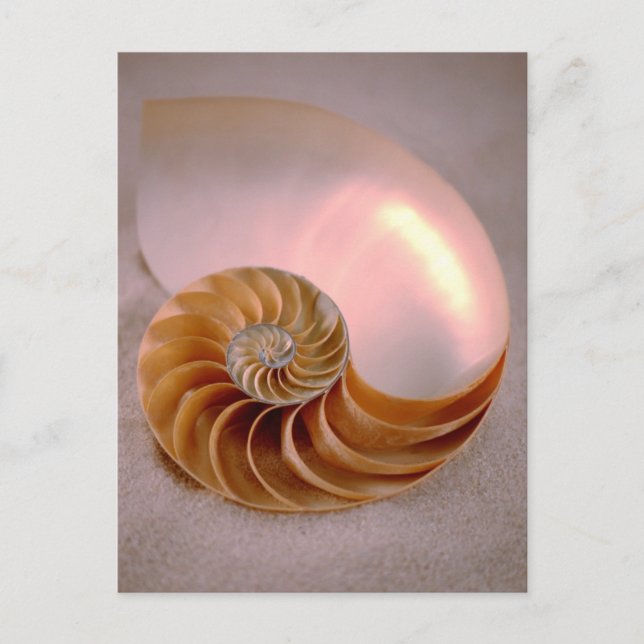 Chambered Nautilus Postcard (Front)