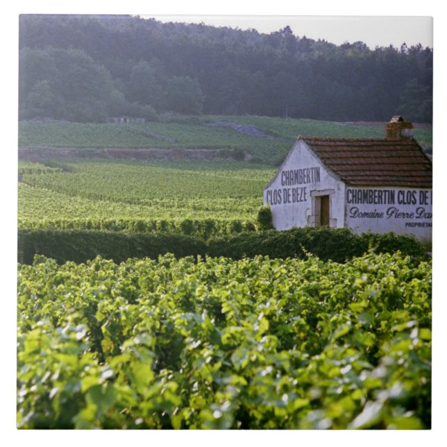Chambertin Clos de Beze Grand Cru vineyard with Tile (Front)