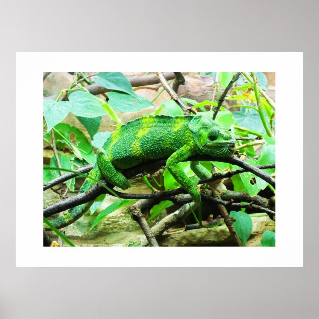 Chameleon animal poster (Front)