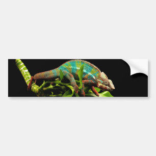 Chameleon Bumper Sticker