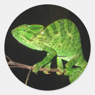 Chameleon (Chamaeleo zeylanicus) Classic Round Sticker