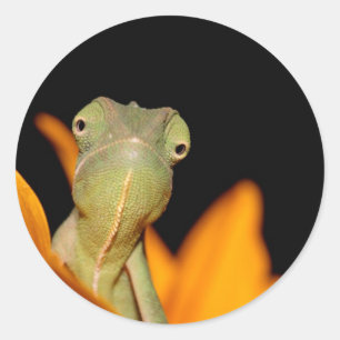 chameleon classic round sticker
