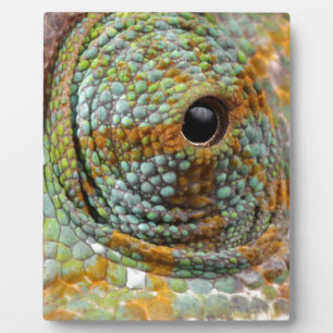 Chameleon Eye Mod Stylish Animal Plaque