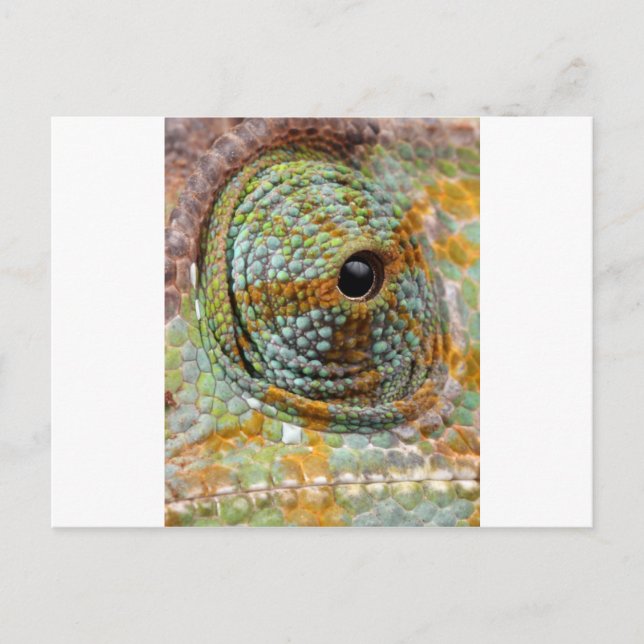Chameleon Eye Mod Stylish Animal Postcard (Front)