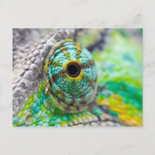 Chameleon eye postcard