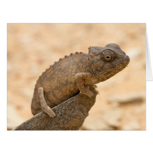 Chameleon in Namibia (Front Horizontal)