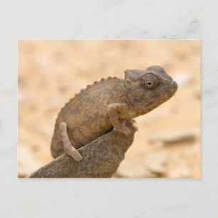 Chameleon in Namibia Postcard