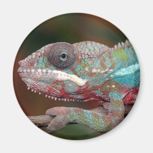 chameleon magnet
