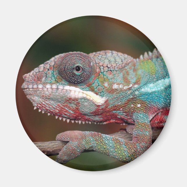 chameleon magnet (Front)