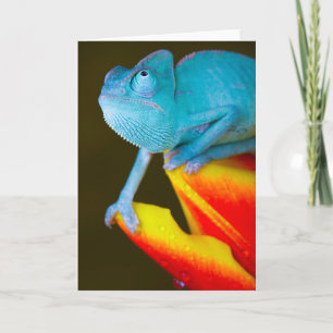 Chameleon on a Red & Yellow Tulip Card
