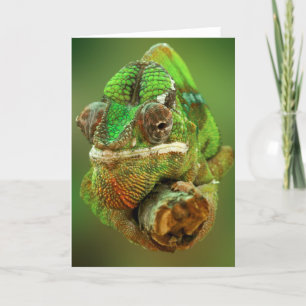Chameleon Photo Card