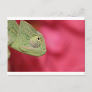 chameleon postcard