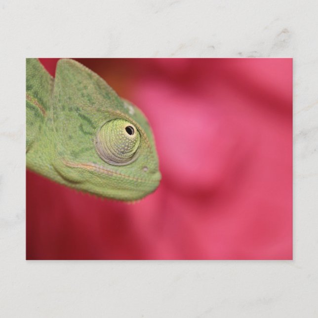 chameleon postcard (Front)